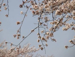 书法家张文良作品多少钱(书法家张文昌简介)-书法家张文良联系方式