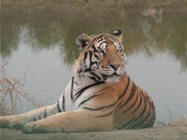 画家辛宪铭作品多少钱(辛宪英多少将符)-画家辛宪铭联系方式