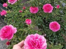 关于书法家峰赵祥的信息