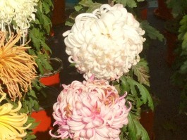 画家常立菊作品多少钱(常立明高级书法师)-画家常立菊联系方式